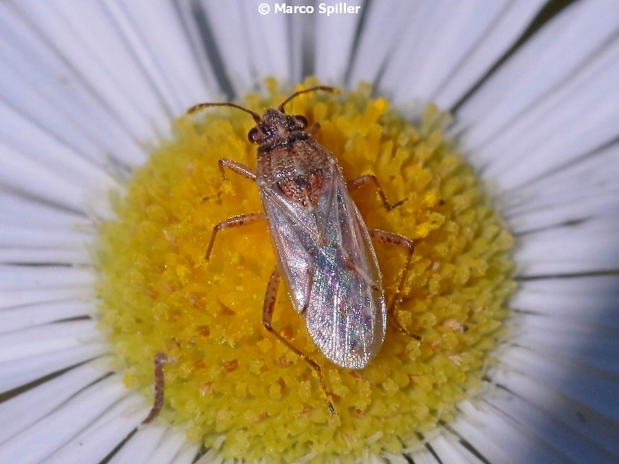 Lygaeidae: Nysius sp.